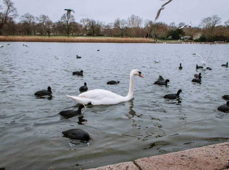 Cosa vedere a Londra: Hyde Park